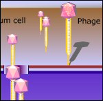 phage animation